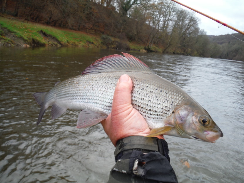 November grayling